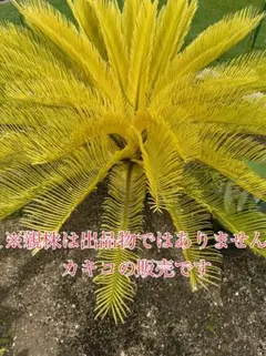 2026年最新】黄金ソテツの人気アイテム - メルカリ