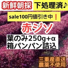 ⭕️下処理済 赤ジソ 葉のみ 箱パンパン250g+α 三重産農薬無 ◎当日収穫のサムネイル
