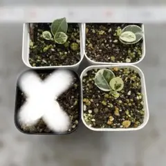 2025年最新】パンダガジュマル 斑入りの人気アイテム - メルカリ