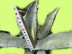 け*️様 アガベ アメリカーナ 斑入り アオノリュウゼツラン 鮮黄斑