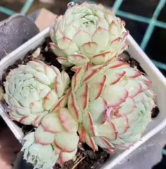 な*ち様 新入荷　白玉　エケベリア　多肉植物 I苗