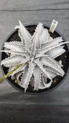 agave 'Illusion' TC【※発根済み】メルカリ史上初 極希少 Agave 'Illusion' TC株 - メルカリ