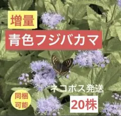 増量【青色フジバカマ】20株抜き苗　茶花山野草秋の七草宿根草蝶の集まる花多年草のサムネイル