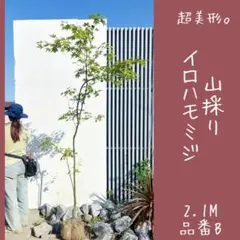 特大。山採りクロモジ3.6M(鉢底から) 超絶品。山採りヤマモミジ3.1M(鉢底から) - メルカリ