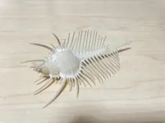 다람쥐 (국화과) 조개