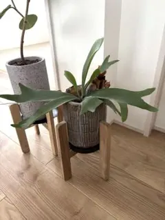 ビカクシダ 陶器鉢 トレイ セット 観葉植物