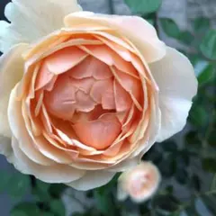薔薇 切り花品種 Ivoire - メルカリ