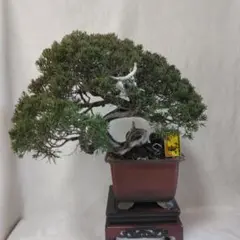 真柏 捻転 舎利 シャリ芸 小品・中品 盆栽 - メルカリ