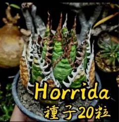 2025年最新】柊月 アガベの人気アイテム - メルカリ