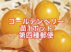 ゴールデンベリー　苗　1ポット　第四種郵便のサムネイル