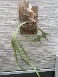 2株セット 株分けアルシコルネマダガスカル - メルカリ