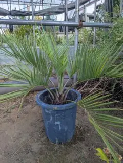 ココスヤシ　斑入り　10号ポットつき　激レア❗　② ココスヤシ 斑入り 10号ポットつき 激レア❗ ② 2025年最新