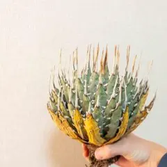 2025年最新】エボリスピナ ベアルートの人気アイテム - メルカリ