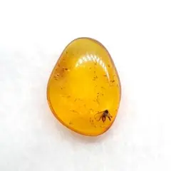 美品 虫入り 琥珀 化石 本物 バルト海産 ケース付11.39mm ab258