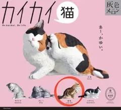 灰色メロン カイカイ猫 長毛