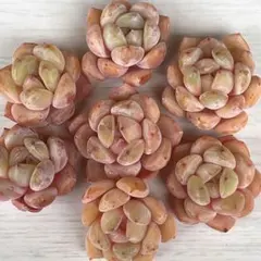 プライドポテト様 リクエスト 2点 まとめ商品