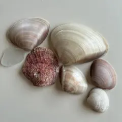 貝殻 セット ハンドメイド素材