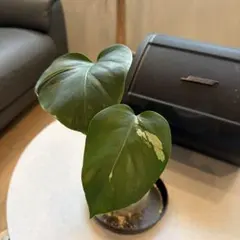 Monstera Borsigiana Cebublue mint - メルカリ
