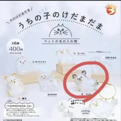 うちの子けだまだま　犬　チワワ　ガチャガチャ