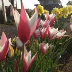 ブンブン様 リクエスト 2点 まとめ商品