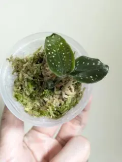 2026年最新】microchilus tridaxの人気アイテム - メルカリ