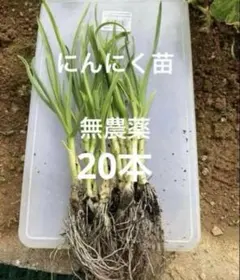 北海道産 玉ねぎ 苗 北もみじ2000 - メルカリ