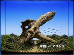 2026年最新】ADA 流木、の人気アイテム - メルカリ