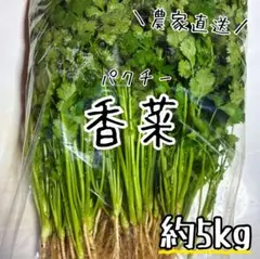 香菜/パクチー/千葉県産/約5kg入/業務用 香菜/パクチー/千葉県産/約5kg入/業務用 - メルカリ
