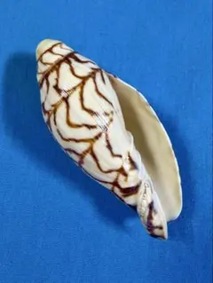 ブランデーガイ 約9cm 貝殻 貝 標本 巻貝