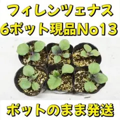 はと様 リクエスト 2点 まとめ商品