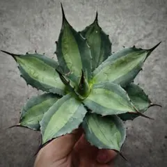 2026年最新】アガベ パリー 姫吉祥天の人気アイテム - メルカリ