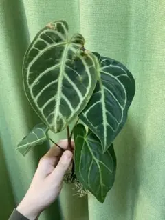 2025年最新】アンスリウム 苗の人気アイテム - メルカリ