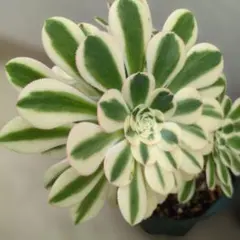 多肉植物♡アエオニウム♪富士錦♪子供5つ（抜き苗） - メルカリ