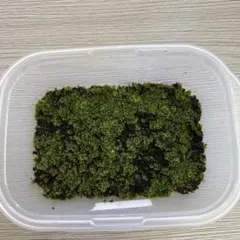 まるすけ♡おまとめ買い割引大歓迎♡様　ご確認用　ビカクシダ 2026年最新】ビカクシダの人気アイテム - メルカリ