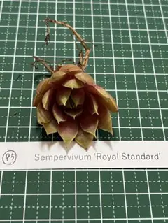 95.'Royal Standard' Sempervivumのサムネイル