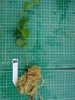 Kazuko Takanobu様 リクエスト 2点 まとめ商品