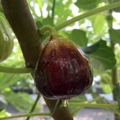 まる様 リクエスト 4点 まとめ商品