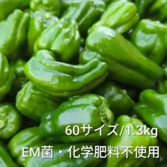 【농가 직송】이바라키 피망 약 1.3kg, 박스 60 사이즈, 비표준 신선도 ◎