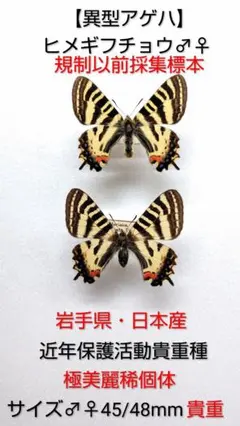 【希少産地】ギフチョウ♂♀標本★ 岡山県真庭郡産★入手困難地域貴重標本 2026年最新】ギフチョウ標本の人気アイテム - メルカリ