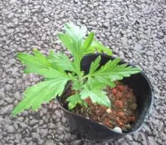 ヨモギ/よもぎ/フーチバー 抜き 3苗 （ポットなし） 健康・野菜・そば・薬味 2025年最新】フーチバー 苗の人気アイテム - メルカリ