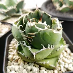 MASARU様 リクエスト 2点 まとめ商品