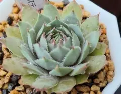 83#観葉植物アエオニウム錦❤️グリーンメデューサ❤️1大頭10cm 拔き