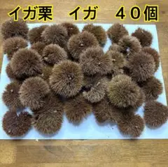 毬栗　イガ　40個セット