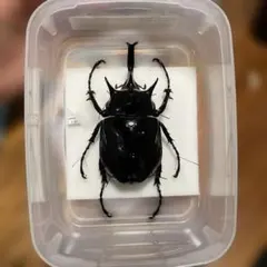 セール！ 西表島産 ヤエヤママルバネ 特大 激中歯 57ミリ 大歯】ヤエヤママルバネクワガタ西表島大見謝 ペア ♂55.1mm・♀45.9
