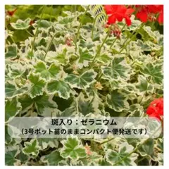 2025年最新】斑入りゼラニウムの人気アイテム - メルカリ