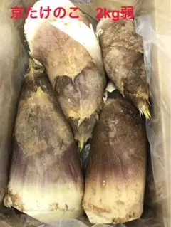 愛知産　朝堀新鮮たけのこ　約２０キロ 収穫出来次第で即日発送！ 愛知産 朝堀新鮮たけのこ 約20キロ 収穫出来次第で即日発送！ - メルカリ