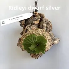 2026年最新】ridleyi dwarf silverの人気アイテム - メルカリ