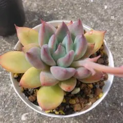 さとうかずのり様 リクエスト 2点 まとめ商品