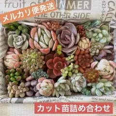 taizij932様 リクエスト 2点 まとめ商品