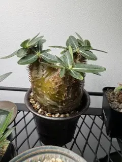 ラメリー 塊根植物 綴化 棘無し - メルカリ
